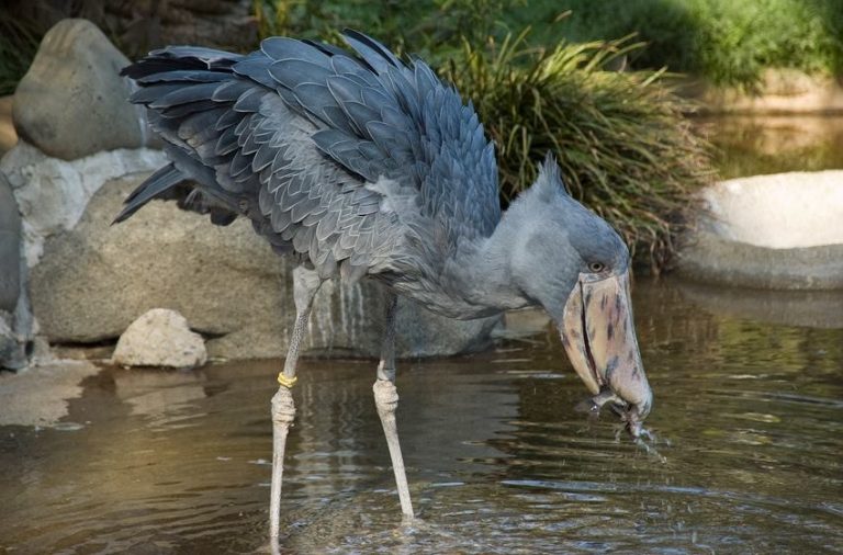 are shoebill storks dangerous to humans
