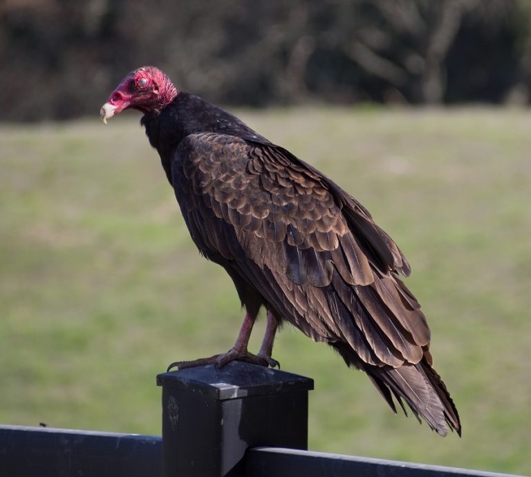 Turkey Vulture – Facts, Size, Sounds, Habitat, Pictures