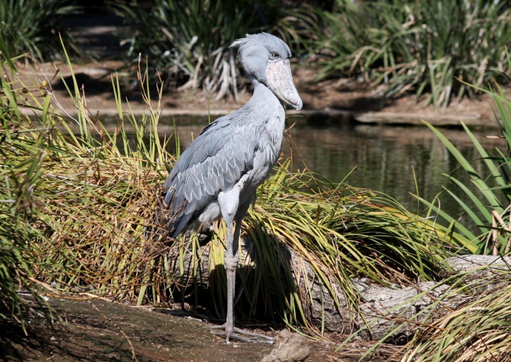 Shoebill Stork– Facts, Size, Sound, Habitat, Pictures