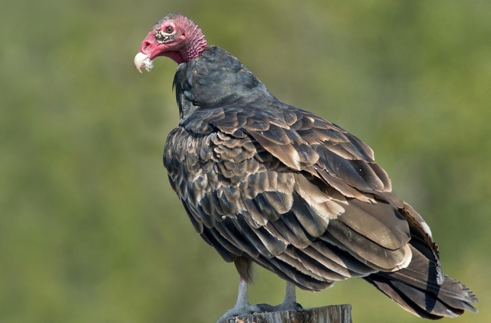 what does a turkey vulture sound like