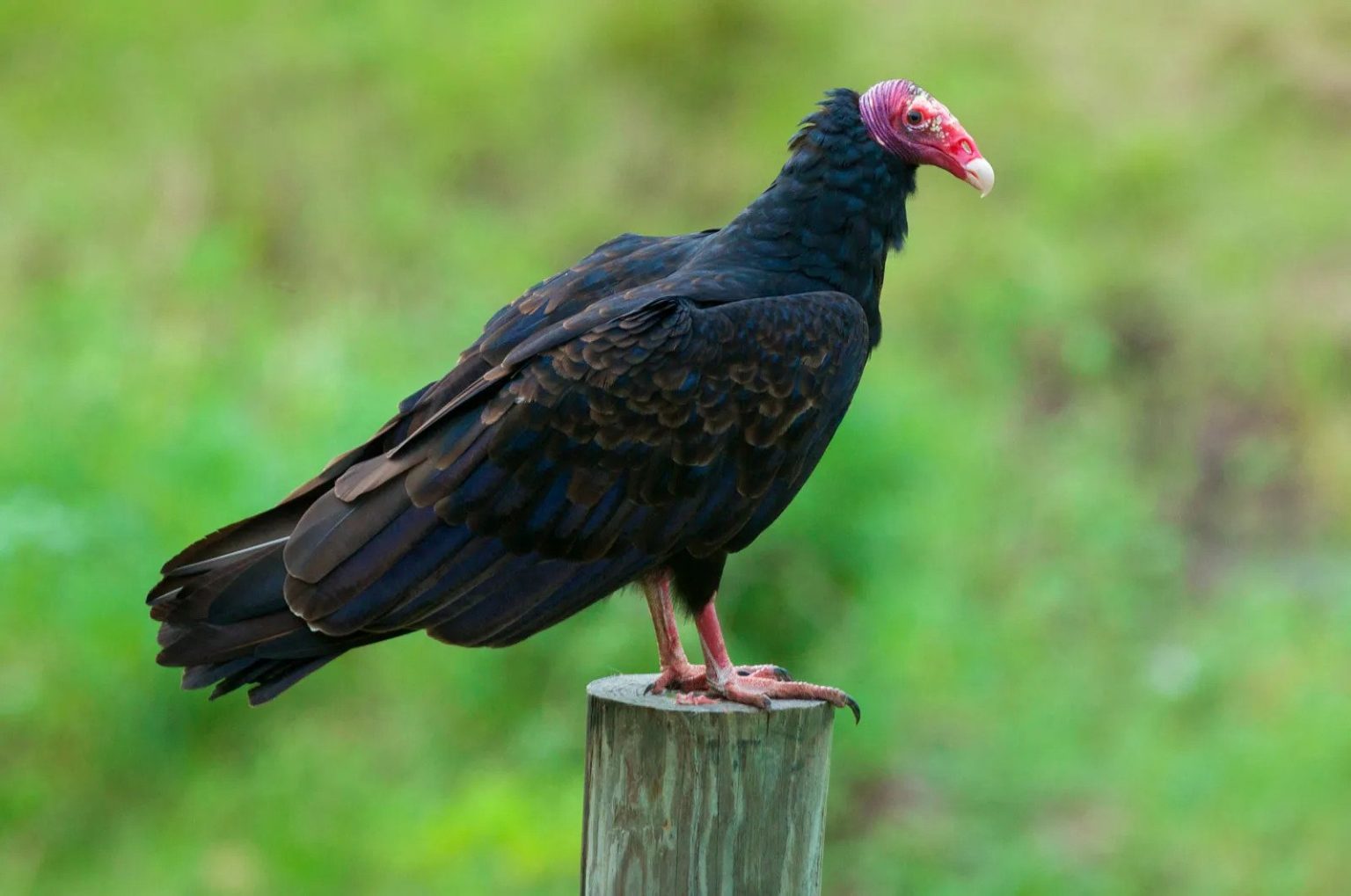 Turkey Vulture Facts, Size, Sounds, Habitat, Pictures