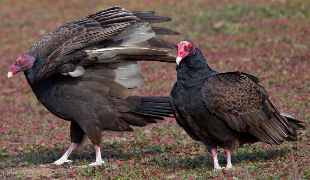 Turkey Vulture – Facts, Size, Sounds, Habitat, Pictures