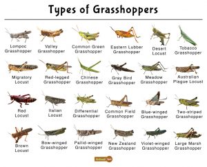 Grasshopper Facts, Types, Diet, Reproduction, Classification, Pictures