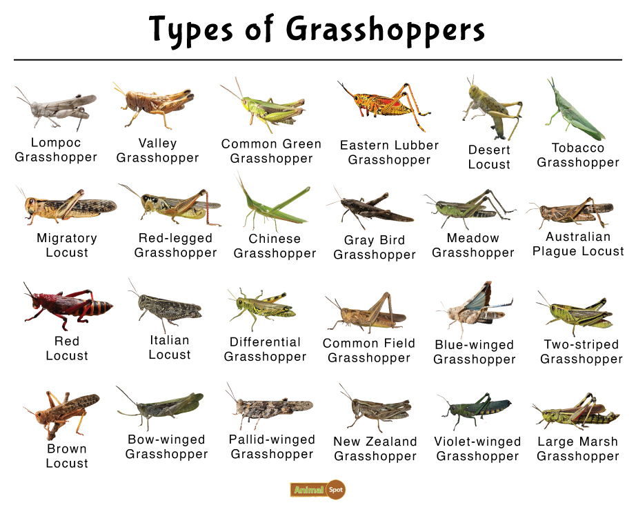 green grasshopper species