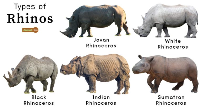 Rhino Facts, Types, Diet, Reproduction, Classification, Pictures