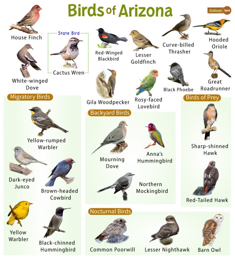 list-of-the-common-birds-found-in-arizona-facts-with-pictures