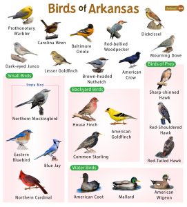 List of the Common Birds Found in Arkansas– Facts with Pictures