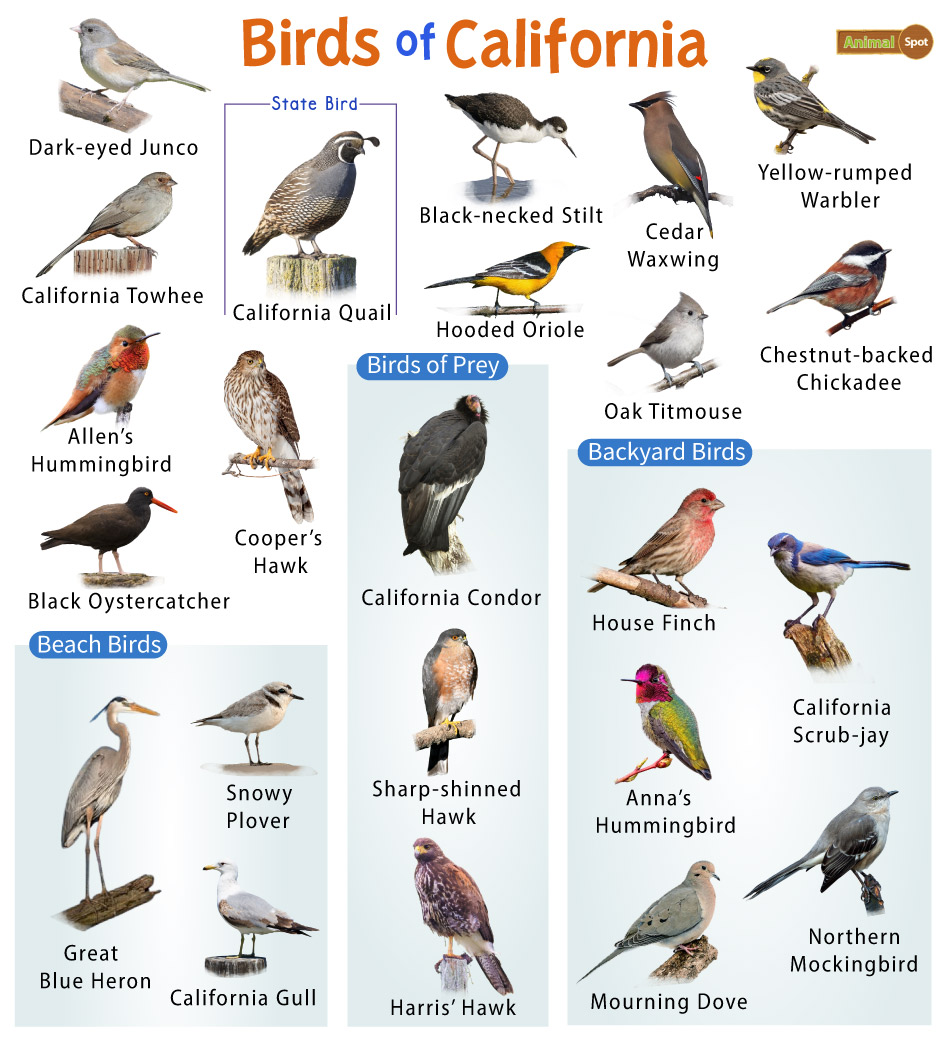 List of the Common Birds Found in California – Facts with Pictures