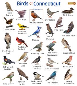 List of the Common Birds Found in Connecticut – Facts with Pictures