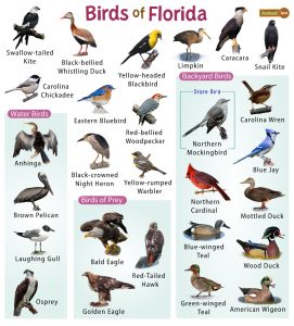 List of Common Birds Found in Florida – Facts with Pictures