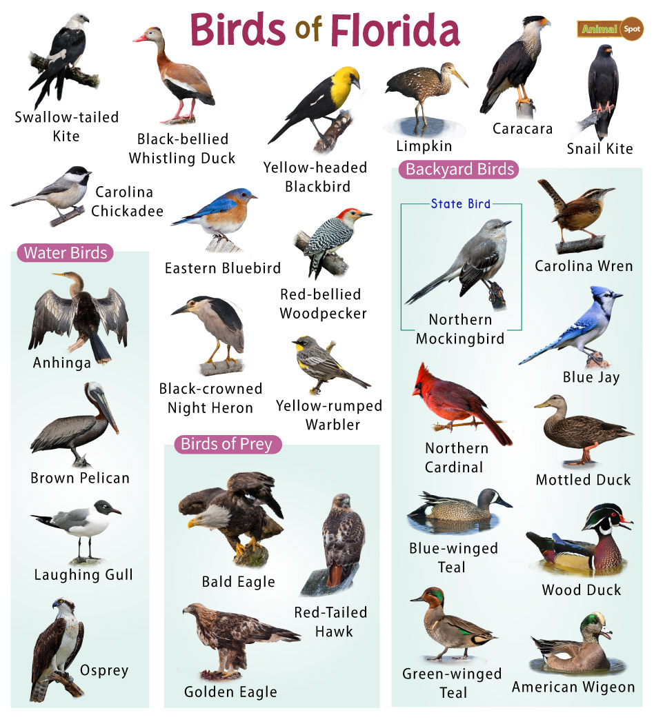Birds of Central Florida: A Guide to Common & Notable Species (Quick  Reference Guides)