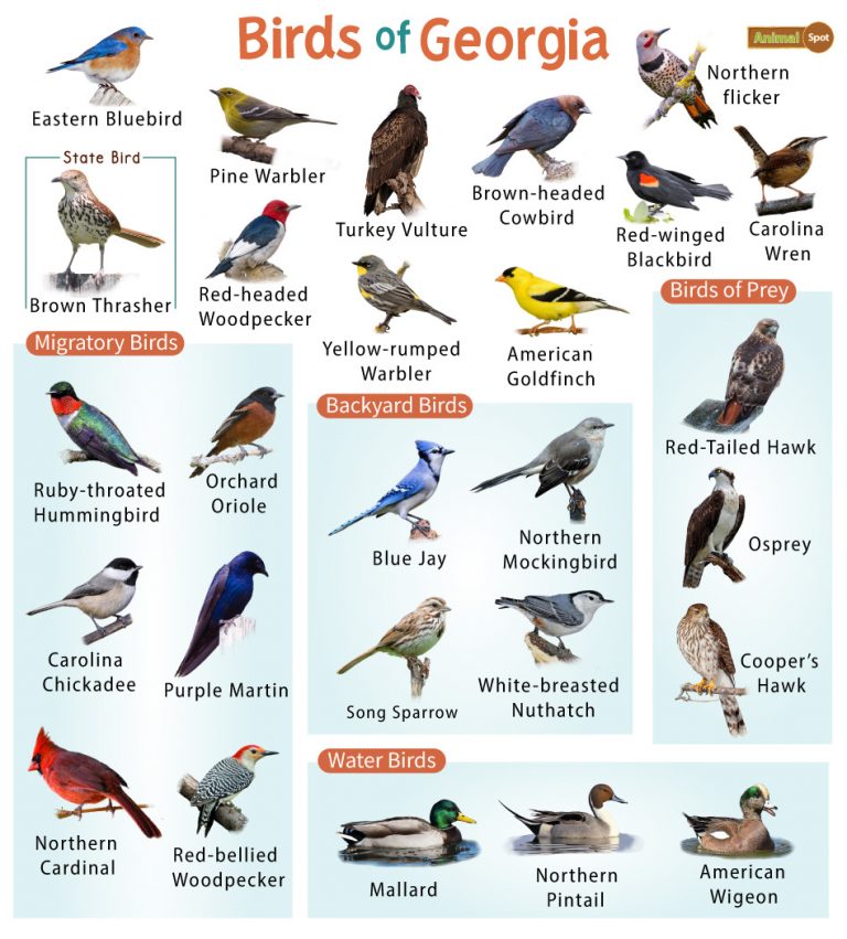 List of the Common Birds Found in Georgia – Facts with Pictures