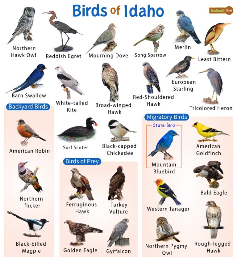 List of the Common Birds Found in Idaho – Facts with Pictures