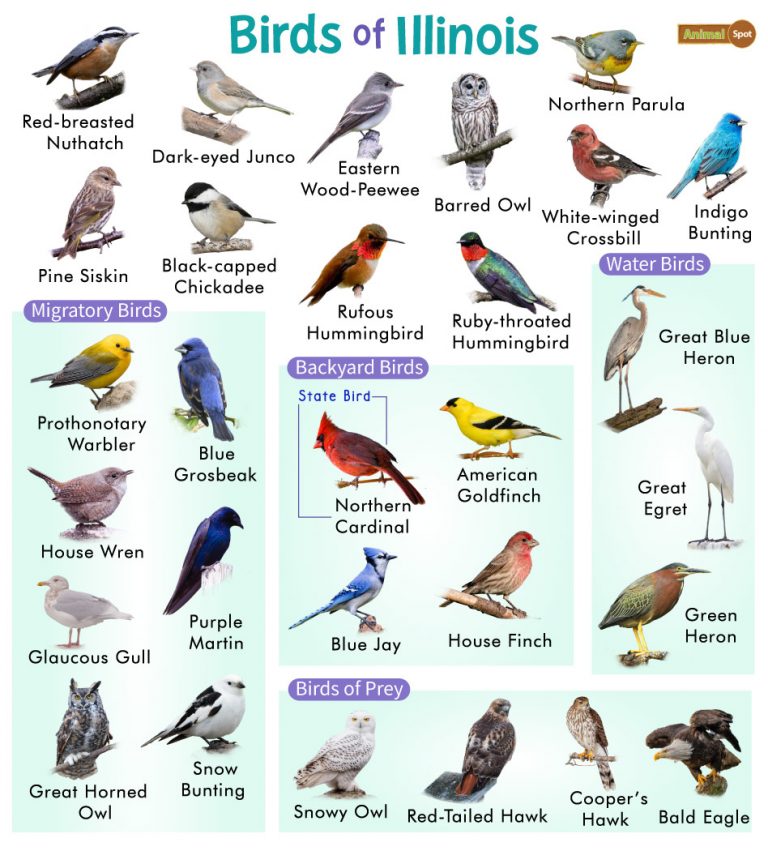 List of the Common Birds Found in Illinois – Facts with Pictures