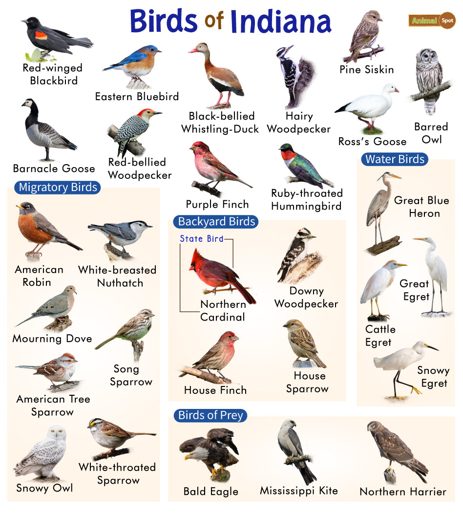 popular birds