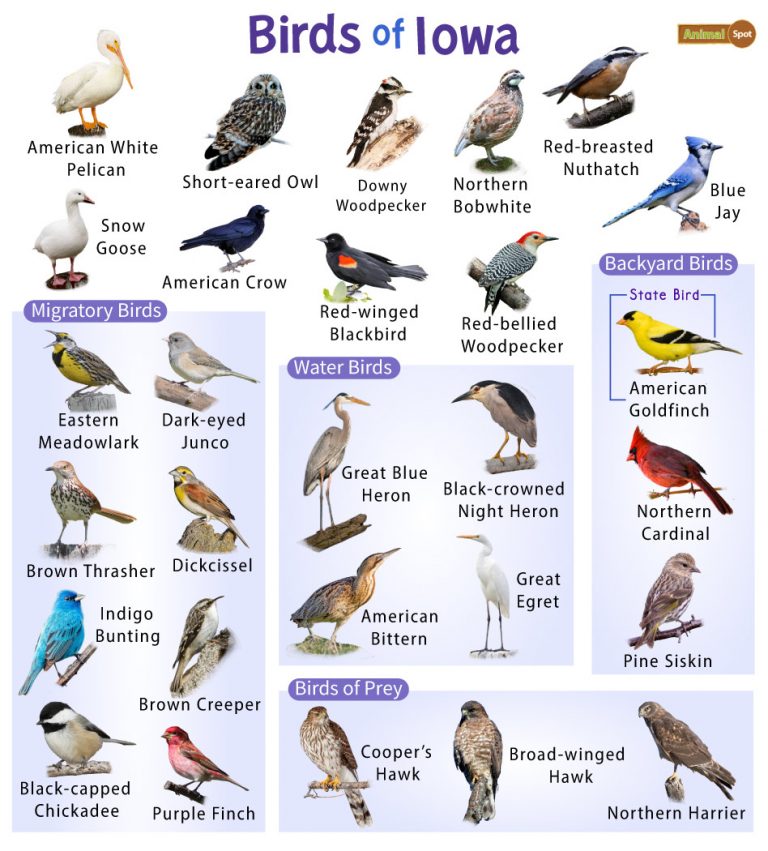 List Of Common Birds Found In Iowa – Facts With Pictures