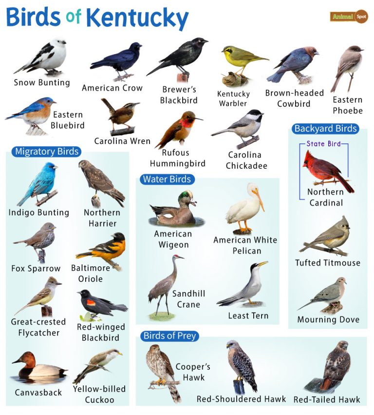 List of Common Birds Found in Kentucky – Facts with Pictures