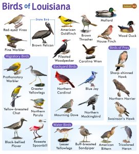 List of Common Birds Found in Louisiana – Facts with Pictures