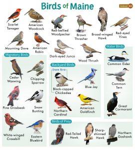 List of Common Birds Found in Maine – Facts with Pictures