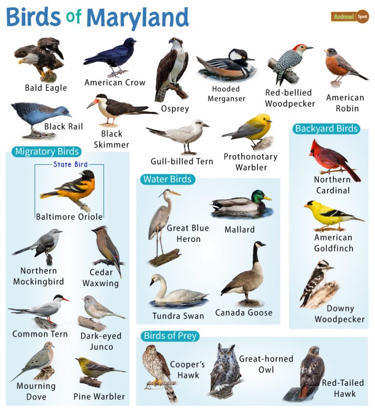 List of Common Birds Found in Maryland – Facts with Pictures