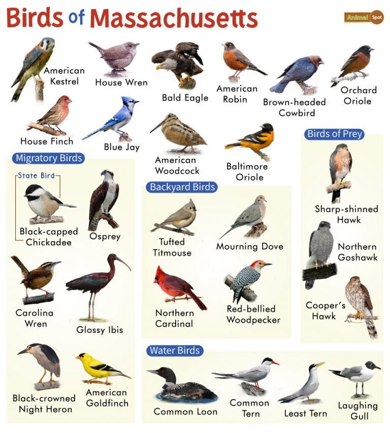 List of Common Birds Found in Massachusetts – Facts with Pictures