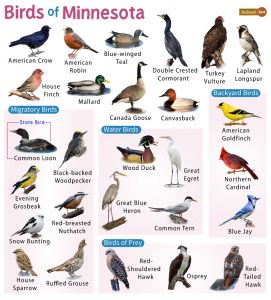 List of Common Birds Found in Minnesota – Facts with Pictures