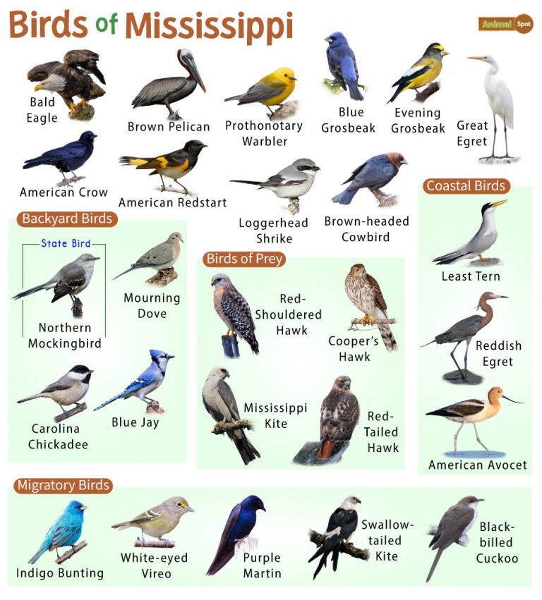 List of Common Birds Found in Mississippi – Facts with Pictures