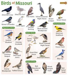 List Of Common Birds Found In Missouri – Facts With Pictures