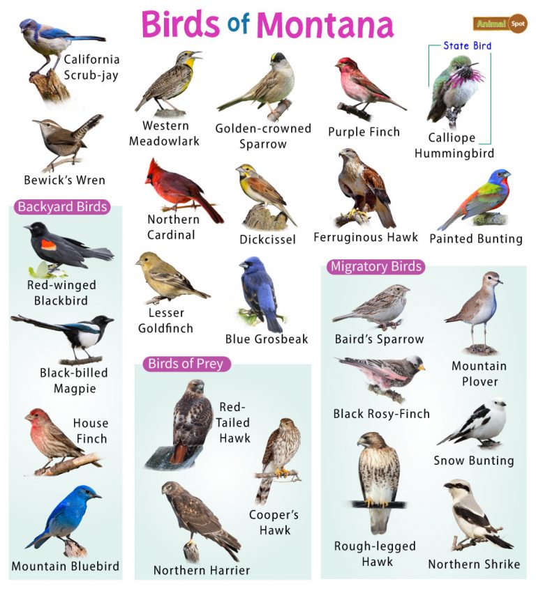 List of Common Birds Found in Montana – Facts with Pictures