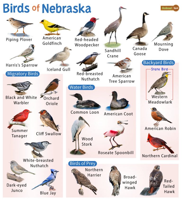 List of Common Birds Found in Nebraska– Facts with Pictures