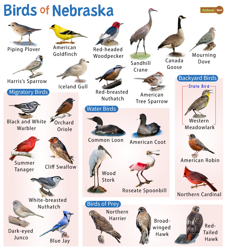 List Of Common Birds Found In Nebraska Facts With Pictures