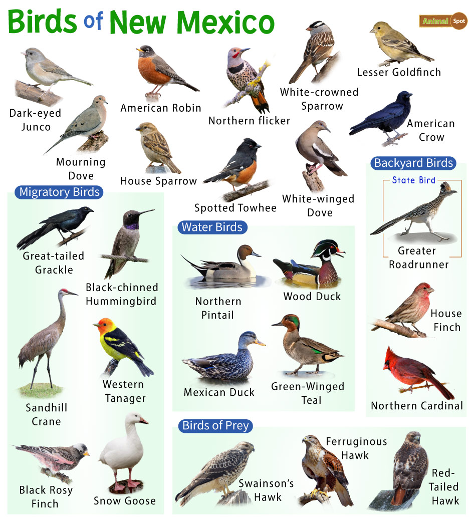 List Of Common Birds Found In New Mexico Facts With Pictures