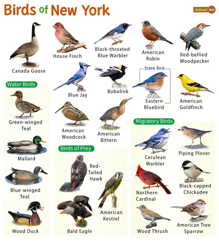 List of Common Birds Found in New York – Facts with Pictures