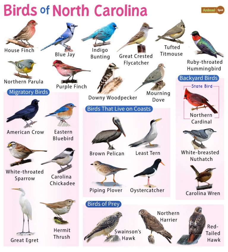 List of Common Birds Found in North Carolina– Facts with Pictures