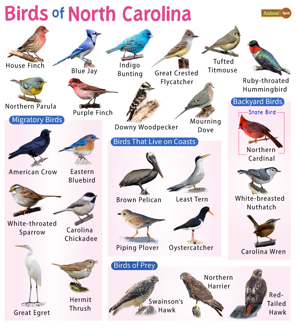 list-of-common-birds-found-in-north-carolina-facts-with-pictures