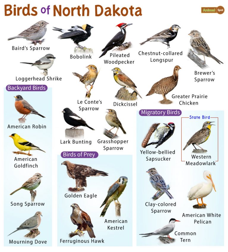 List Of Common Birds Found In North Dakota – Facts With Pictures