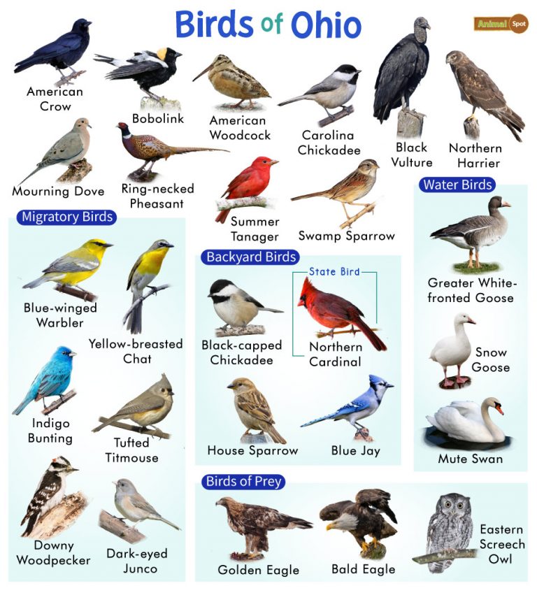 List of Common Birds Found in Ohio – Facts with Pictures