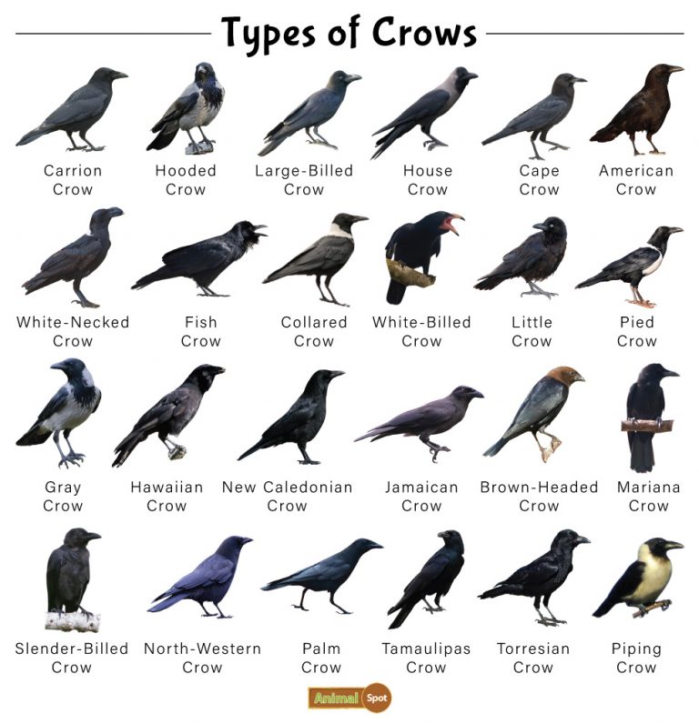 crow-facts-types-diet-reproduction-classification-pictures