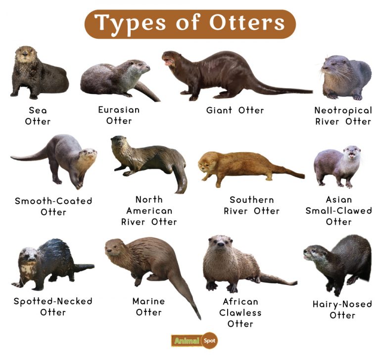 Otter Facts, Types, Diet, Reproduction, Classification, Pictures