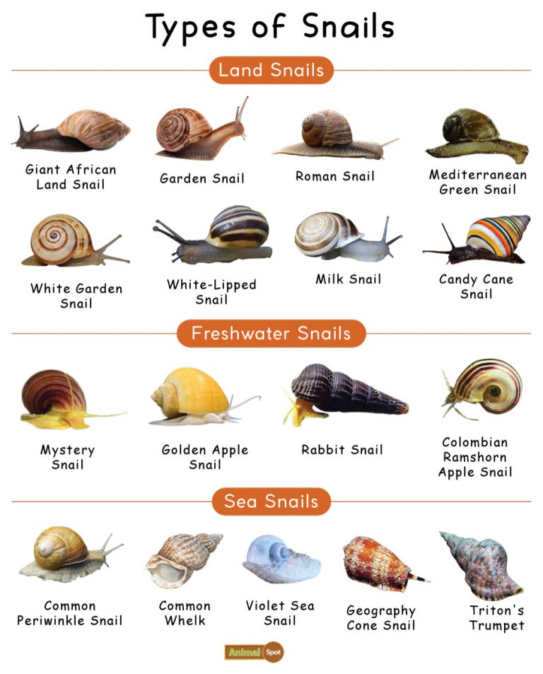 Snail Facts, Types, Diet, Reproduction, Classification, Pictures