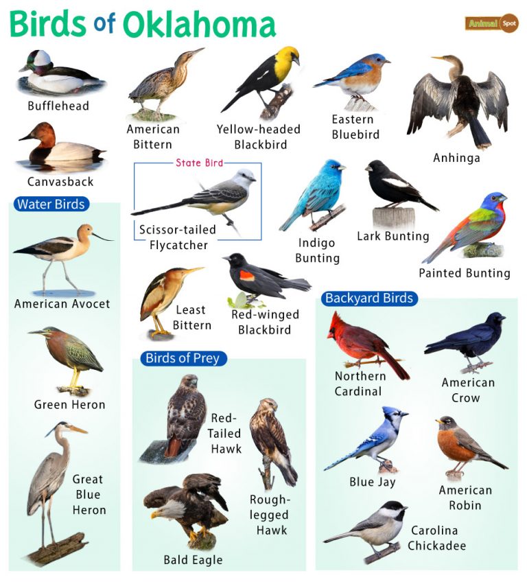 List of Common Birds Found in Oklahoma – Facts with Pictures