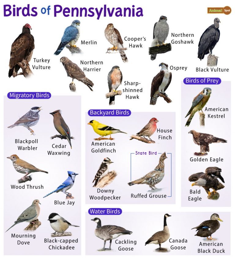 List of Common Birds Found in Pennsylvania – Facts with Pictures