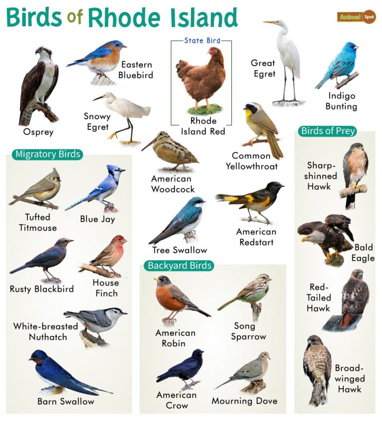 List of Common Birds Found in Rhode Island – Facts with Pictures