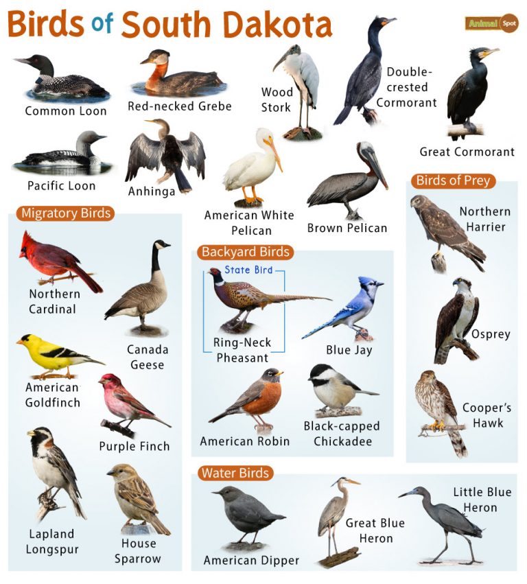 List of Common Birds Found in South Dakota – Facts with Pictures