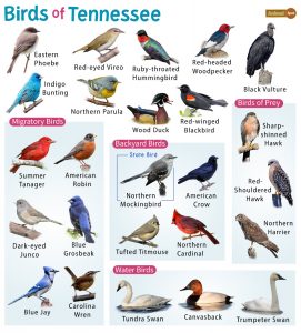 List of Common Birds Found in Tennessee – Facts with Pictures