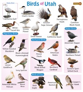 List of Common Birds Found in Utah – Facts with Pictures