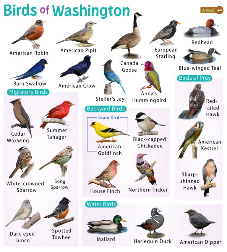 List of Common Birds Found in Washington – Facts with Pictures