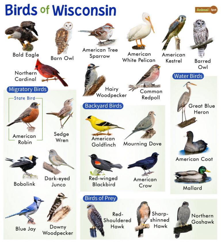 List of Common Birds Found in Wisconsin – Facts with Pictures