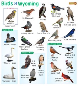 List of Common Birds Found in Wyoming – Facts with Pictures