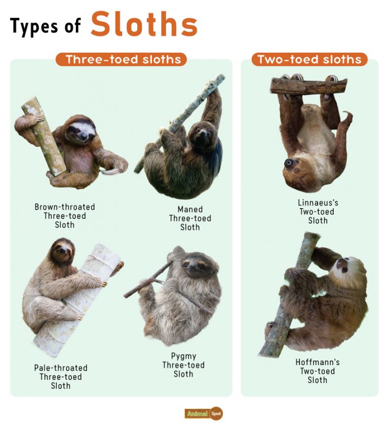 Sloth Facts, Types, Diet, Reproduction, Classification, Pictures